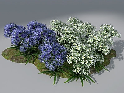 花草组合 景观花草 花卉