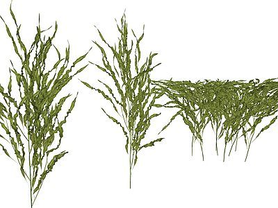 水生植物 水生植物 眼子菜