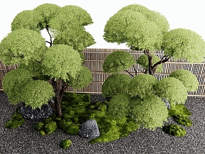 景观树 女贞树 灌木 竹篱笆 庭院小品 苔藓