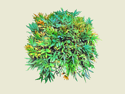 灌木 2D十大功劳 常绿灌木