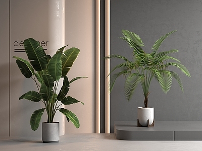 盆栽 绿植盆栽