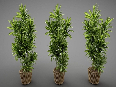 现代佛龛 现代风格植物