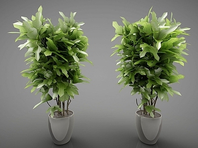 现代佛龛 现代风格植物