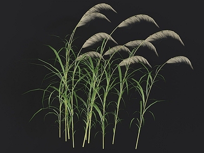 现代佛龛 小草