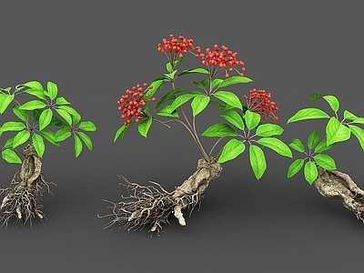 现代佛龛 植物人参