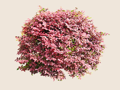 灌木 2D红花檵木球 红花继木 红继木 红梽木
