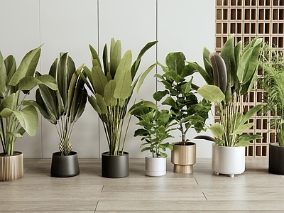 盆栽 植物盆栽 绿植盆栽 室内植物 植物组合