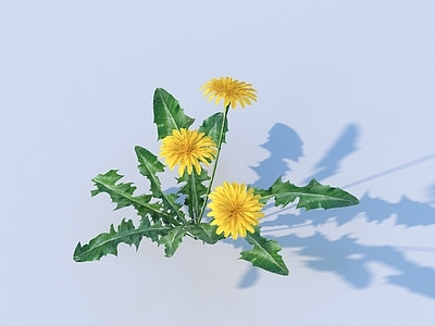 花草组合 花 野花 绿植
