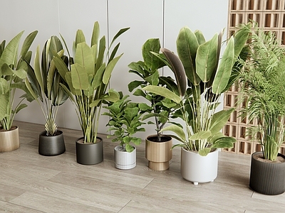 盆栽 植物盆栽 绿植盆栽 室内植物 植物组合
