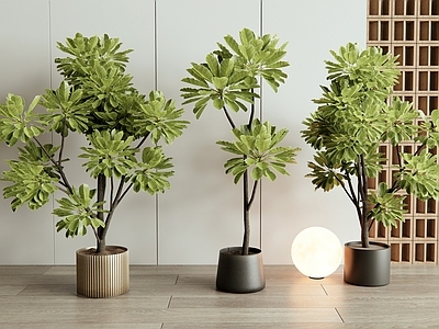 盆栽 植物盆栽 室内植物