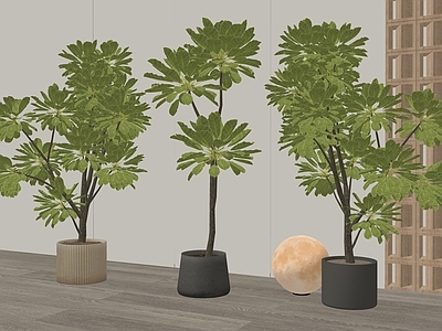 盆栽 植物盆栽 绿植盆栽