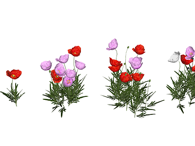 花草 花境 盆栽花草 虞美人