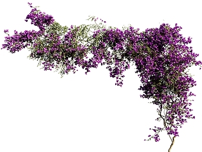 藤蔓 现代藤蔓 花架藤蔓 盆栽藤蔓 花墙藤蔓