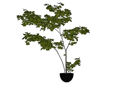 盆栽 盆栽灌木