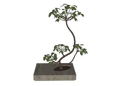 植物组合 树池植物组合 意境造型树