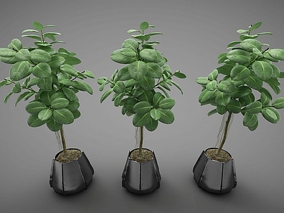 现代佛龛 现代风格植物