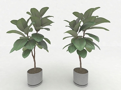 现代佛龛 植物