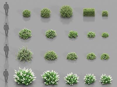 灌木 现代植物 灌木 开花植物