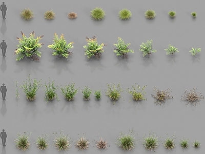 花草组合 现代植物 湿地植物 花草
