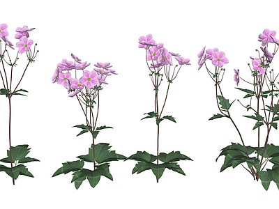 花草 花境 盆栽花草 银莲花