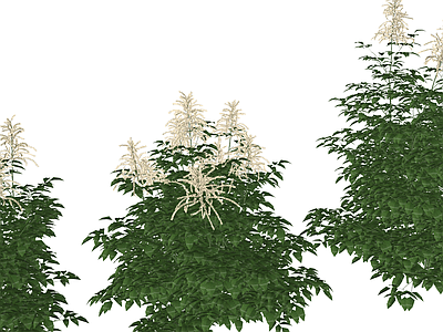 花草 假升麻