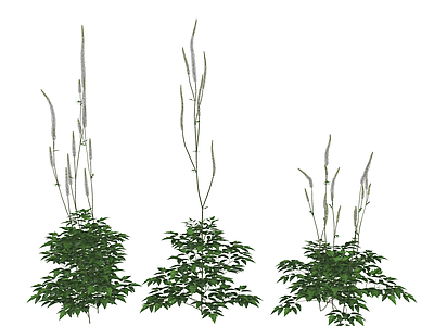 花草 植物 花草 花镜 单穗升麻