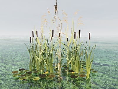 水生植物 芦苇 菖蒲 浮萍