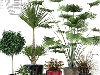 盆栽 绿植盆栽组合