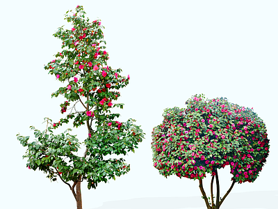 灌木 2D山茶花灌木 茶梅 花乔木 常用花灌木