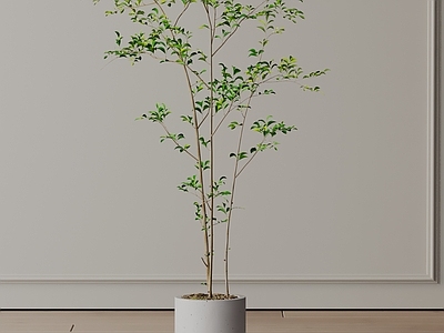 盆栽 现代盆栽
