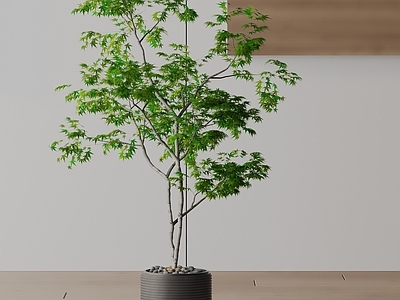 盆栽 现代盆栽