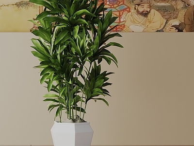 盆栽 现代盆栽