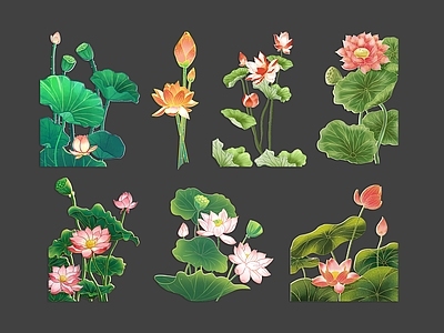 花草 荷花 莲花 荷叶 国潮插画 花卉