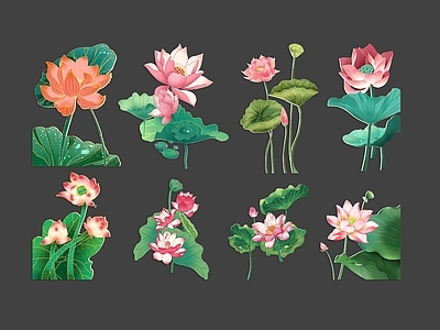 花草 荷花 莲花 荷叶 国潮插画 花卉