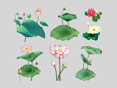 花草 荷花 莲花 荷叶 国潮插画 花卉