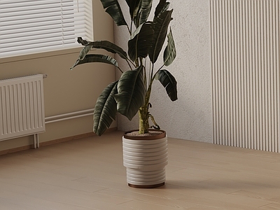 盆栽 现代盆栽