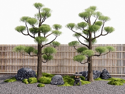 景观树 松树 竹篱笆 景观石 苔藓 乔木