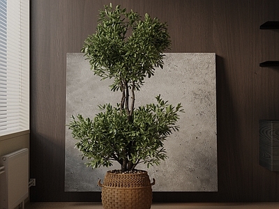 盆栽 现代盆栽