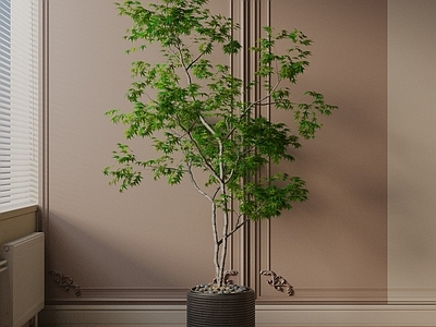 盆栽 现代盆栽