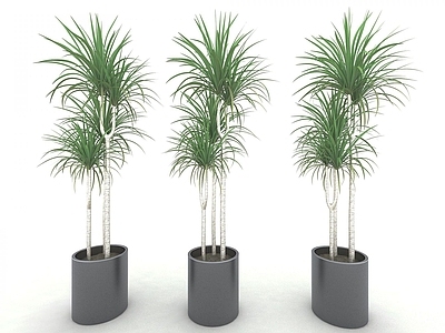 现代佛龛 植物