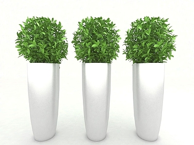 现代佛龛 植物