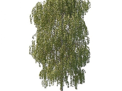 现代办公桌 杨树