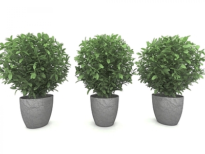 现代灌木 绿植盆栽