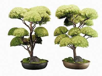 盆景 松树 女贞 灌木 罗汉松 植物盆栽