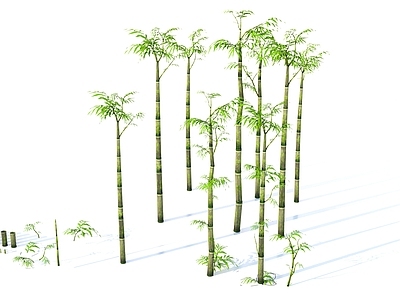 竹子 竹子竹林 植物
