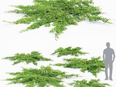 灌木