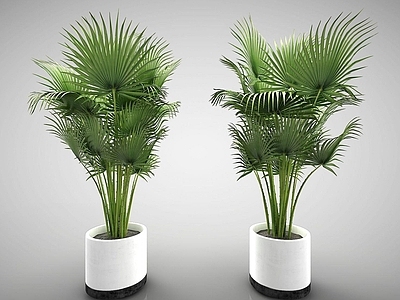 现代佛龛 现代风格植物