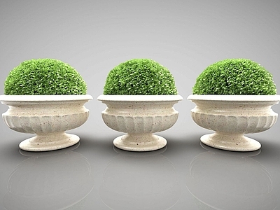 现代佛龛 植物