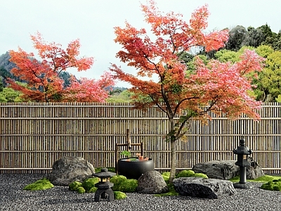 乔木 红枫 羽毛枫 庭院景观 景观石头 水钵苔藓
