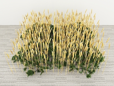 农作物 水稻谷物